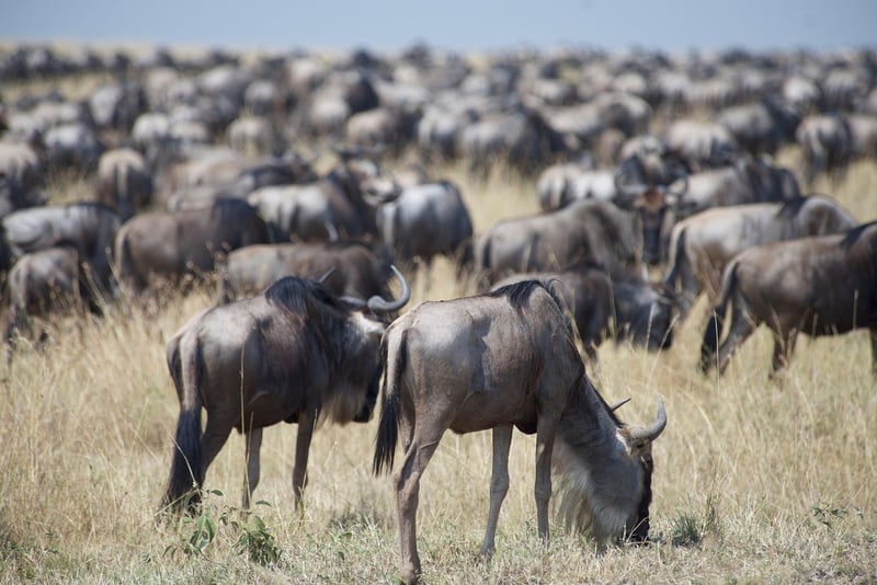 Maasai Mara, Kenya